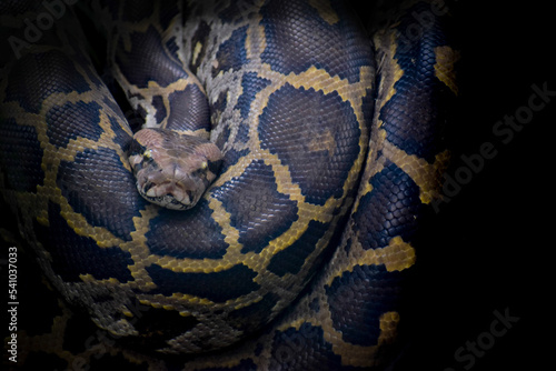 Indian Python ambush predators, remain motionless in a camouflaged position photo
