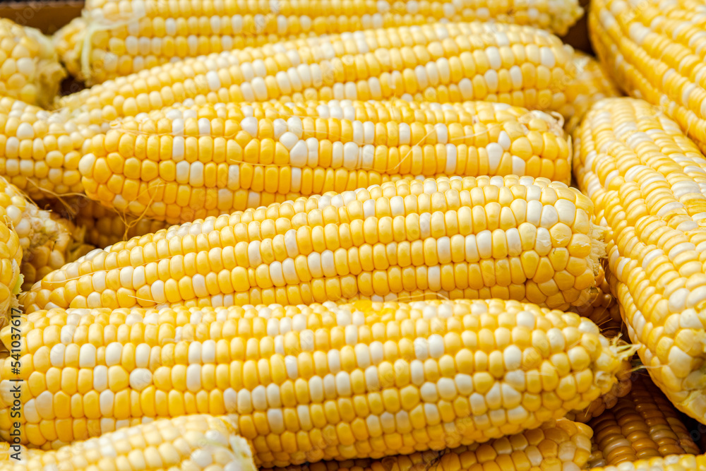 Closed-up cooked corn in the big pot Closed-up cooked corn in the big pot