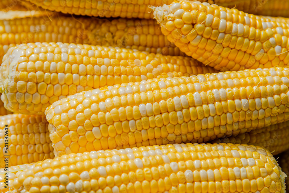 Closed-up cooked corn in the big pot Closed-up cooked corn in the big pot