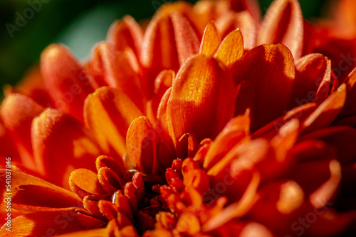 Macro photography - orange flower 