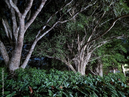 Florida Nature