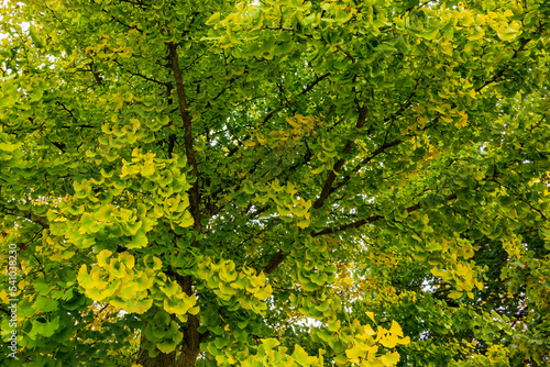 Trees and leaves in the fall with backlit 