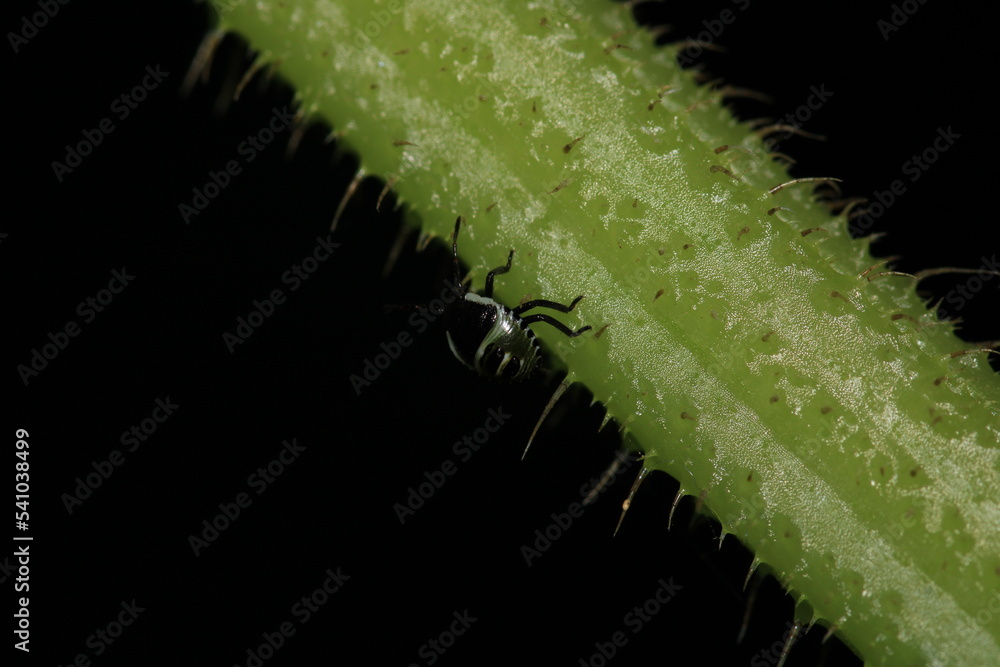 Fototapeta premium Halyomorpha Halys insect macro photo