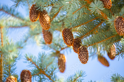 Fir branches close-up. Coniferous trees in the forest. Winter Christmas background. Christmas background  beautiful nature