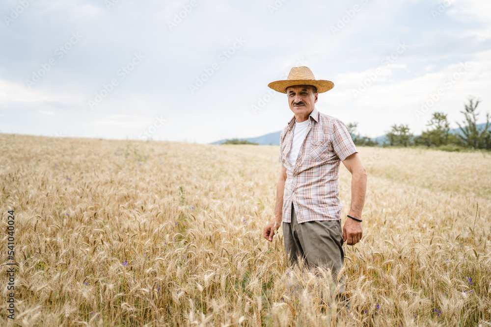 one man senior male farmer standing in the wheat golden yellow agricultural field checking grain quality in sunny day wear straw hat and mustaches real people copy space front view