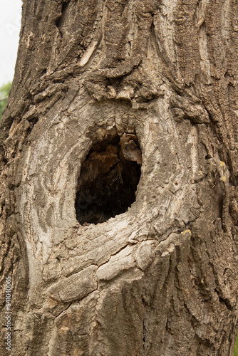 Hollow in the tree. Bird's nest and wild animal's dwelling in the tree. Selective focus. Wild animals protection concept.