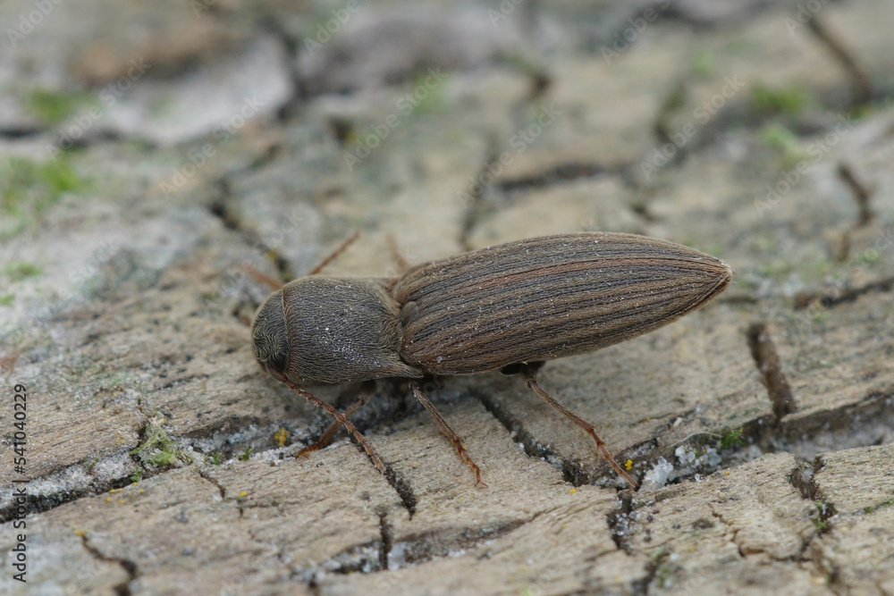 Closeup on a striped brown clicking beetle, Agriotes lineatus, a pest species for crops and agriculture