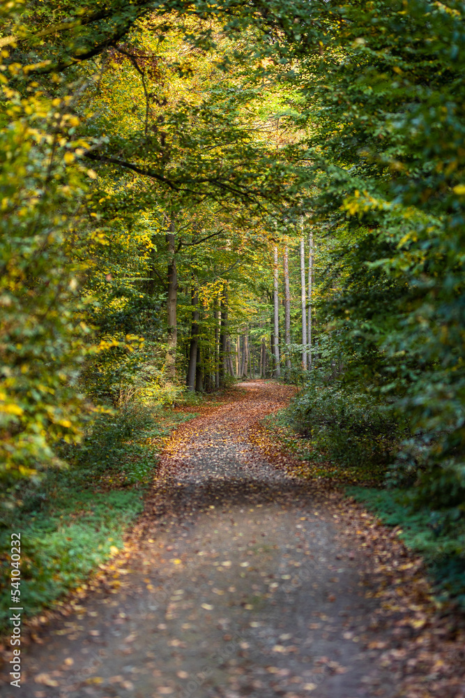 Waldweg mit Herbstlaub im Herbst und weitem Blick Waldweg mit Herbstlaub im Herbst und weitem Blick