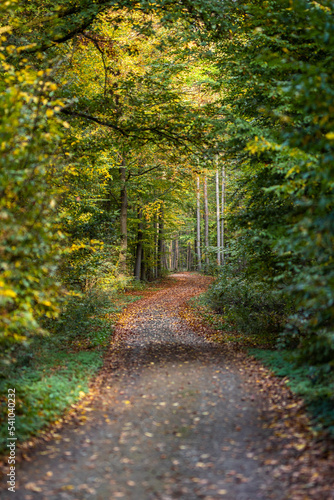 Waldweg mit Herbstlaub im Herbst und weitem Blick