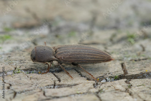Closeup on a striped brown clicking beetle, Agriotes lineatus, a pest species for crops and agriculture photo