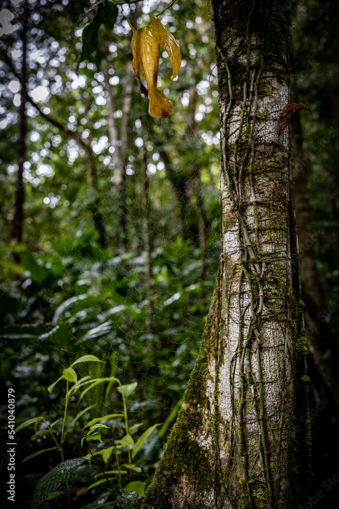 Fototapeta premium Rain in the jungle, Spider Web Costa Rica