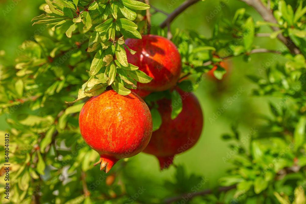 Group of beautiful red fresh pomegranates hanging on a branch against a green background