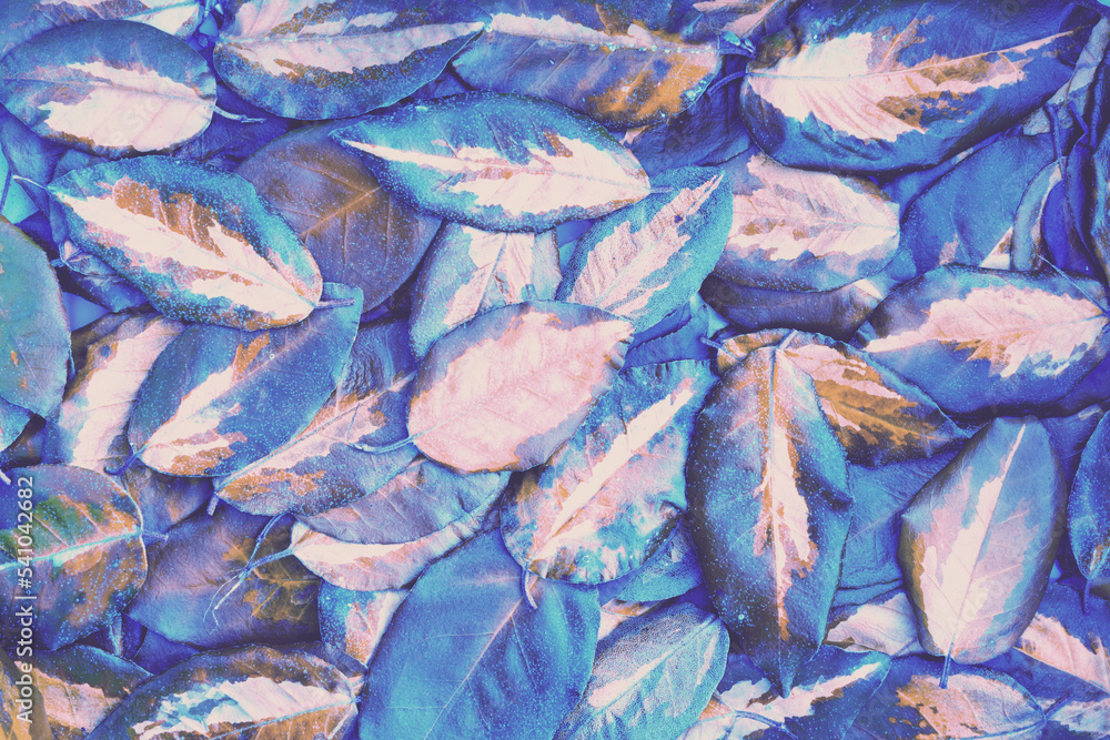 Fallen colorful leaves nature background. Blue filter