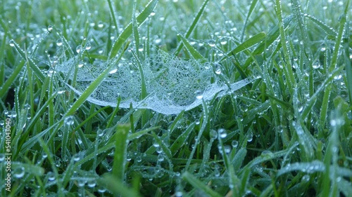 Closeup shot of the grass with water drops and spider web