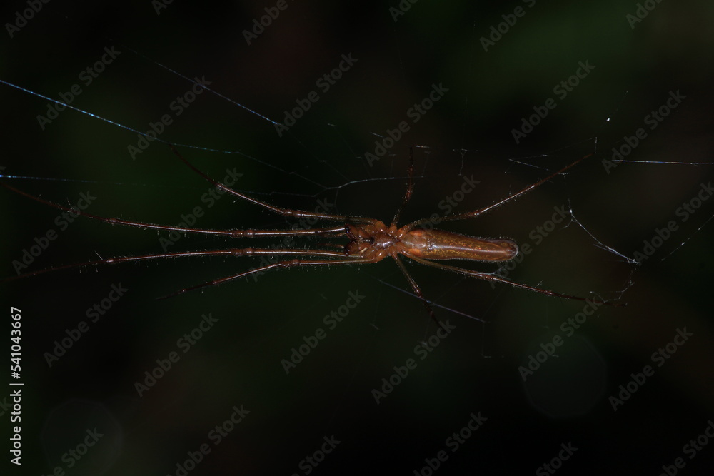 natural tetragnatha extensa spider macro photo natural tetragnatha extensa spider macro photo