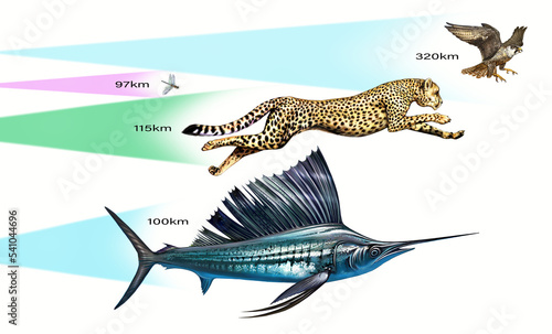 The fastest animals on the planet