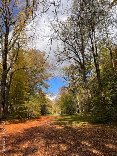 autumn in the park