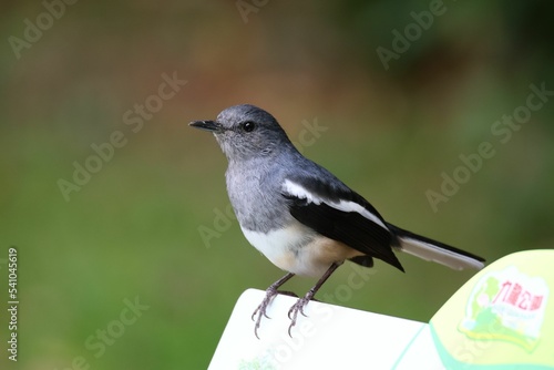 Closeup shot of an Oriental magpie-robin (Copsychus saularis) on the blurred background photo