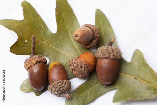 Acorns with oak leaf photo