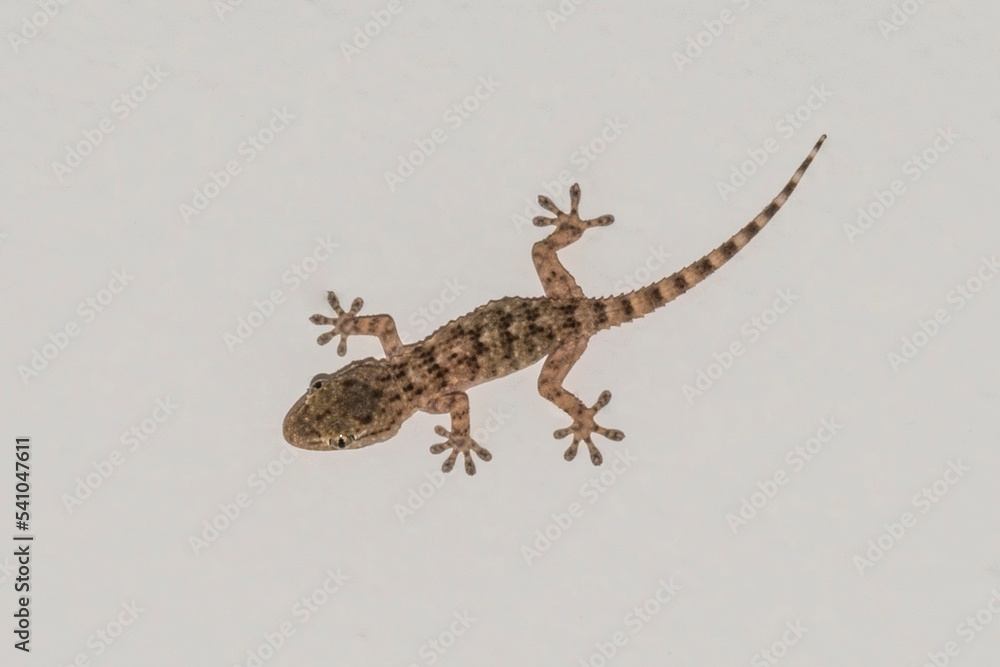 Naklejka premium Small gecko on the house wall
