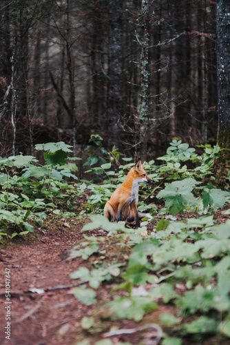 fox in the woods © Marius Indrei Photos