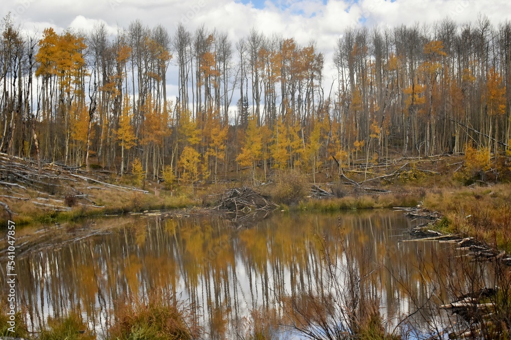 Autumn reflection on a pond