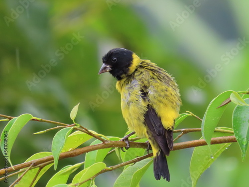 Male Hooded Siskin perched on a branch in the rain (Pintassilgo / Spinus magellanicus)