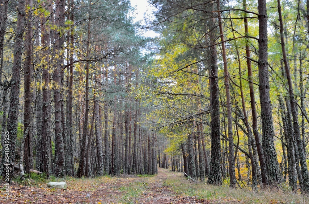 Obraz premium Camino con pinos a los lados un dia de lluvia