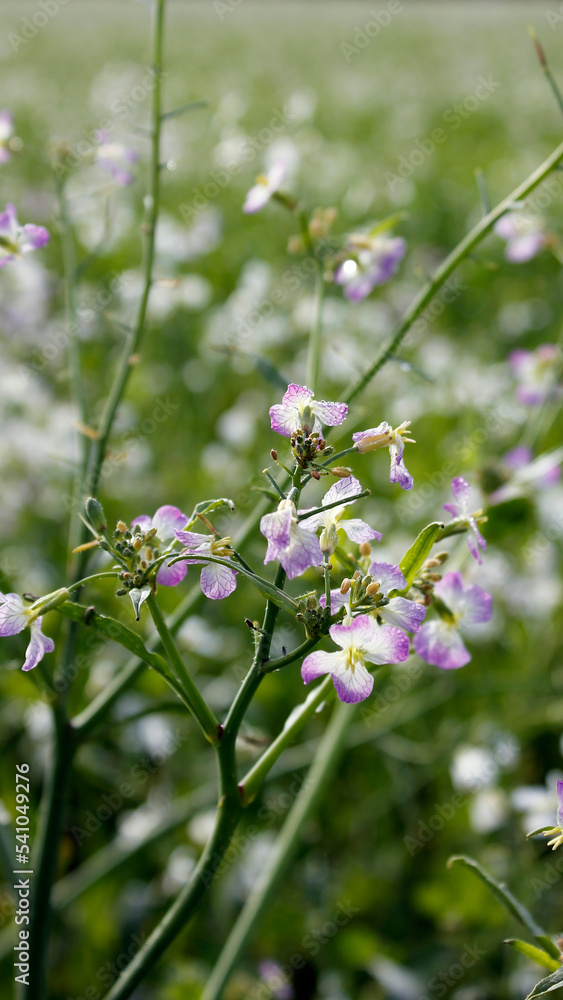 purple and white flowers on a field as mobile wallpaper background, vertical phone wallpaper with flowers in white and purple purple and white flowers on a field as mobile wallpaper background, vertical phone wallpaper with flowers in white and purple