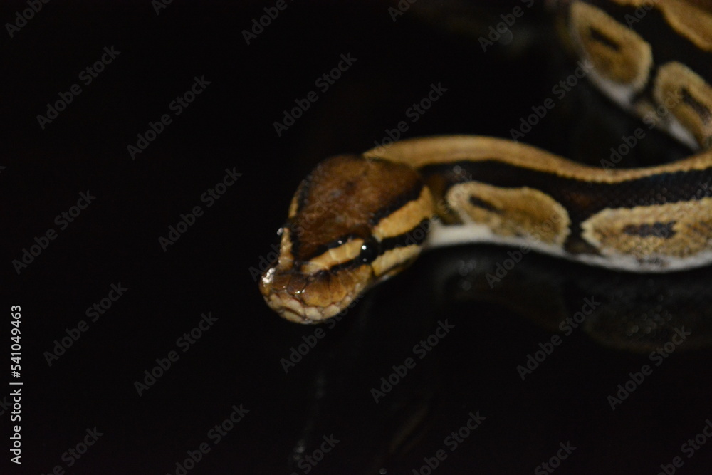 Obraz premium serpiente