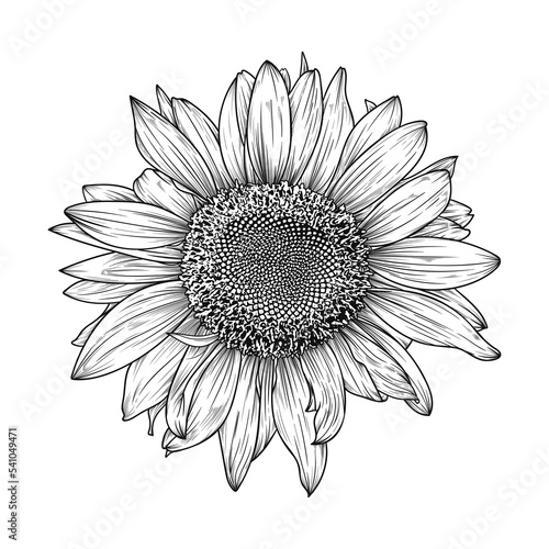 Hand drawn line art sunflower illustration isolated on white background