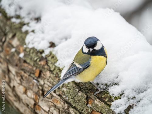 A tit is looking for food on a tree trunk.