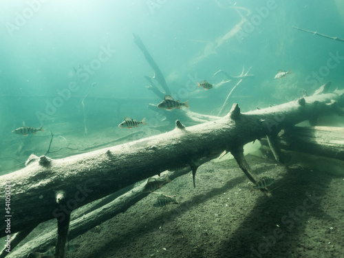 School of perch fish swimming by sunken trees in lake