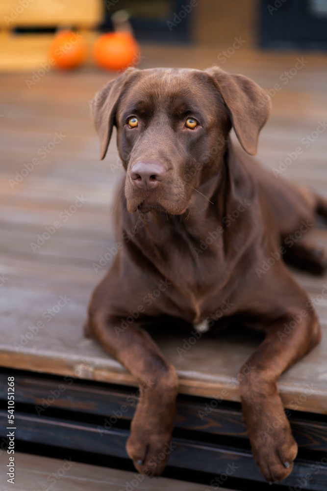 Brown labrador close-up lying on a wooden surface