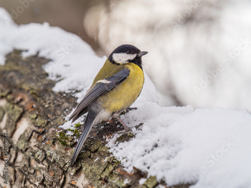 A tit is looking for food on a tree trunk.