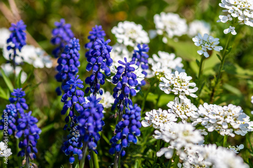 kolorowa rabata kwiatowa wiosenna z niebieskimi i bia  ymi kwiatami