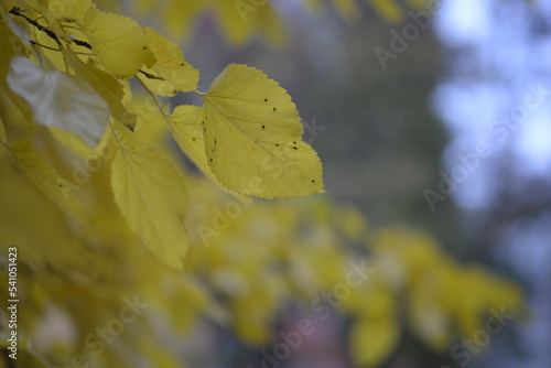 autumn yellow mulberry leaves on tree branches texture ornament of leaves close-up against the sky, asphalt city autumn urban landscape