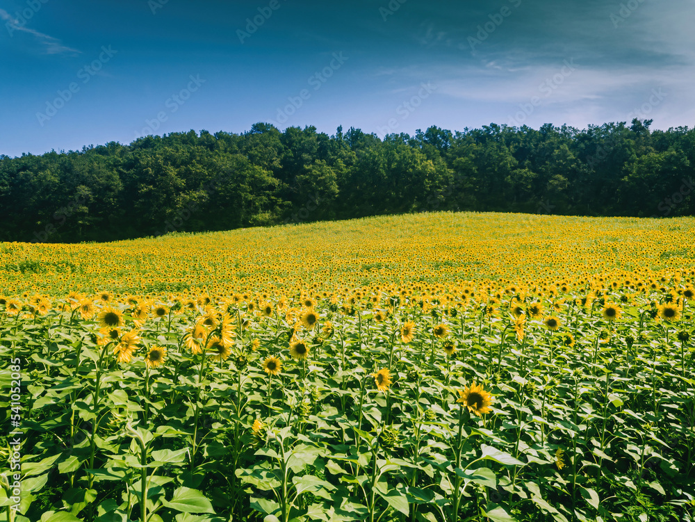 Field of sunflowers in south of France - summer