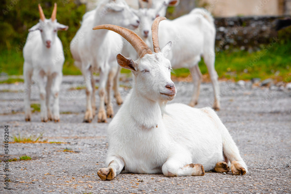 White goat with big horns. High quality photo White goat with big horns. High quality photo