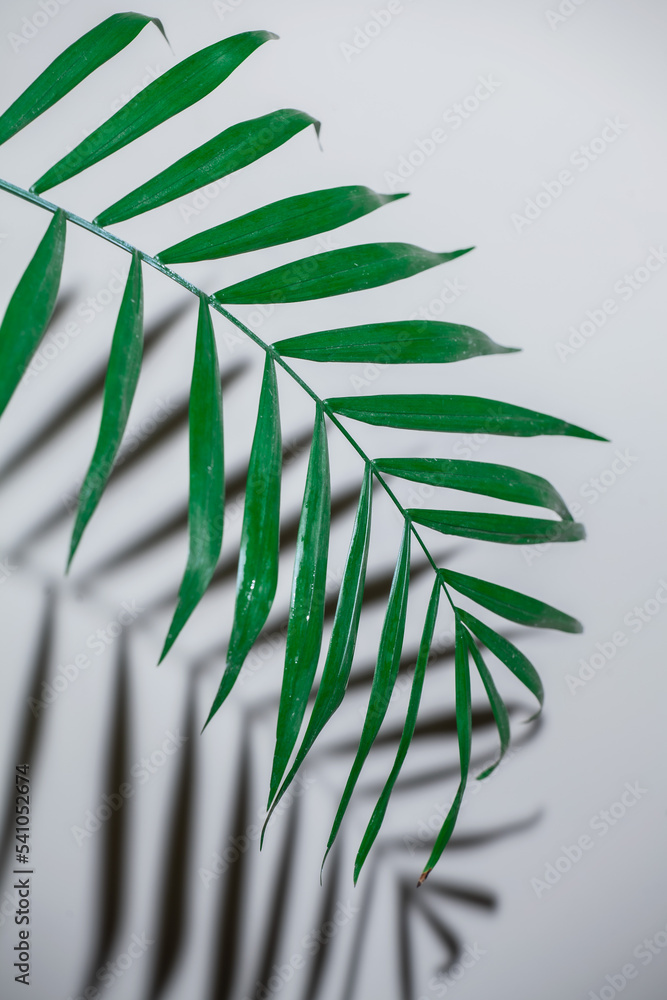 Palm leaf and shadow
