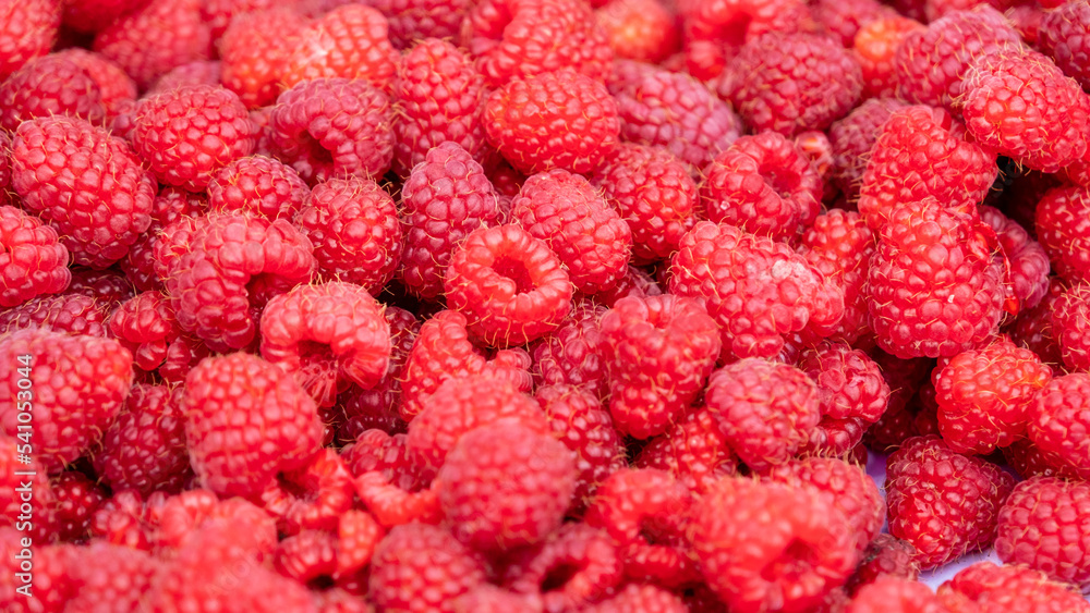 a lot of raspberries. raspberry background, sweet raspberry. Late autumn raspberries in October a lot of raspberries. raspberry background, sweet raspberry. Late autumn raspberries in October