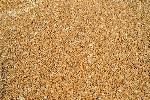 Foto Sfondo con chicchi di grano duro