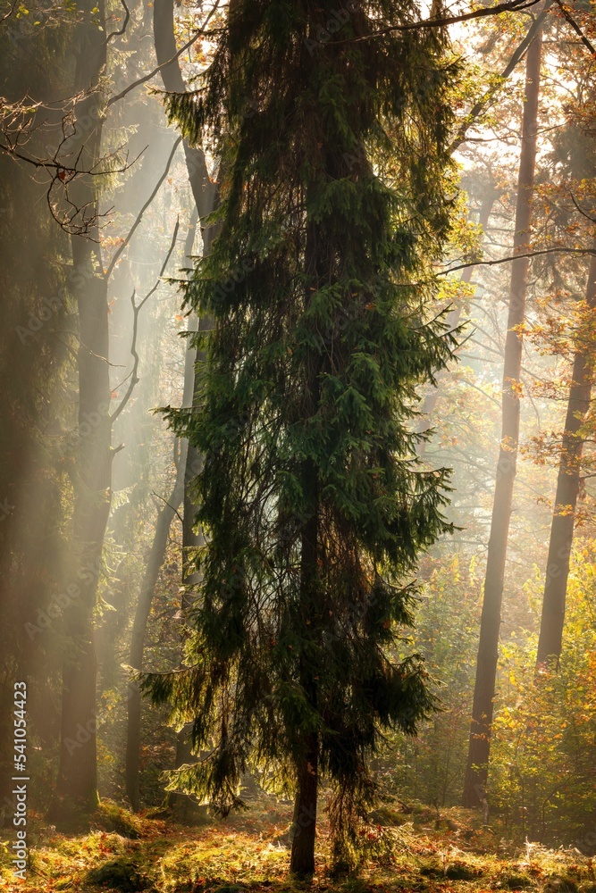 Obraz na płótnie Jesienny las pełen kolorów, mgieł i promieni słońca w salonie