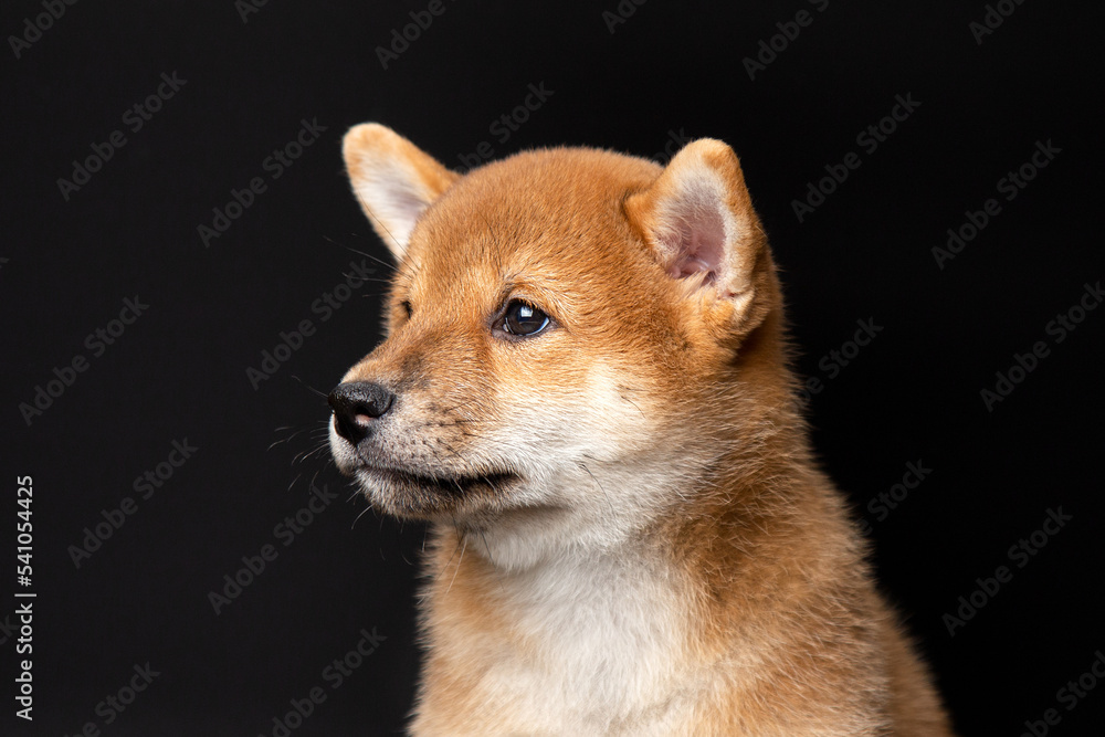 Cute portrait of Red-haired Japanese smiling cute puppy Shiba Inu Dog sitting on isolated black background, front view. Happy pet. Cute portrait of Red-haired Japanese smiling cute puppy Shiba Inu Dog sitting on isolated black background, front view. Happy pet.