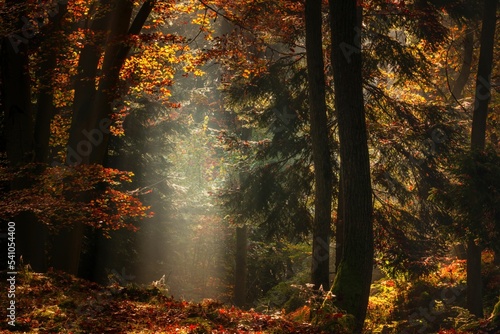 Jesienny las pełen kolorów, mgieł i promieni słońca photo