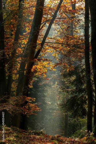 Jesienny las pe  en kolor  w  mgie   i promieni s  o  ca