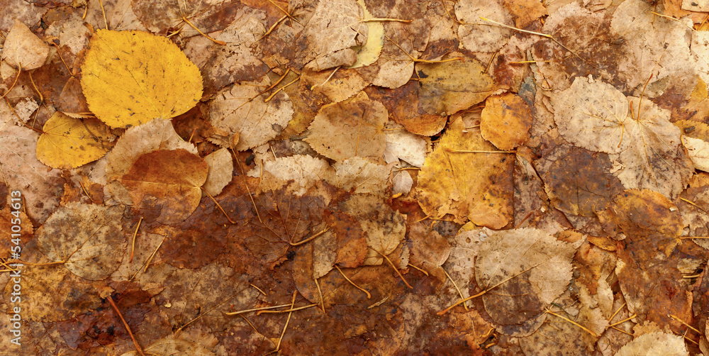 Tekstura, tło żółto brązowych jesiennych opadniętych liści, przygniecionych przez koła samochodu,
 - obrazy, fototapety, plakaty 