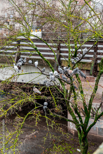 Group of various common pigeons resting on a tree branch in Nuremberg  Germany