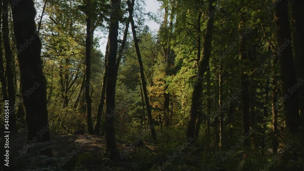 Tilt up to majestic trees in dense green forest / Packwood, Washington, United States Tilt up to majestic trees in dense green forest / Packwood, Washington, United States