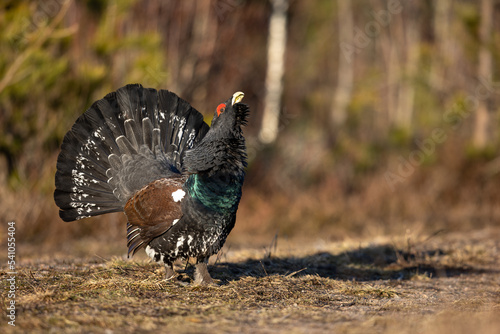 Wild Capercaillie in the forest in Finland